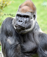 Bronx Zoo