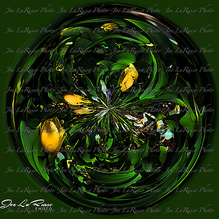Yellow Roses.